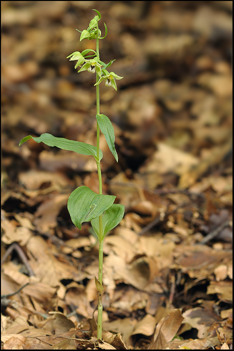 Epipactis dalla Apuane
